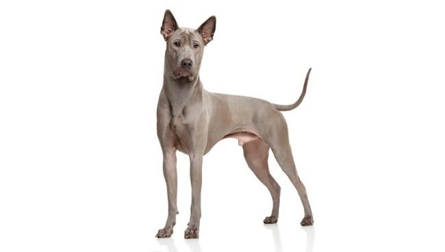 Thai Ridgeback dog names