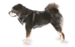 Tibetan Mastiff dog names