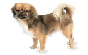 Tibetan Spaniel dog names