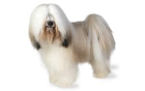 Tibetan Terrier dog names