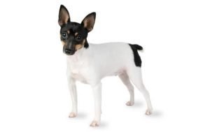 Toy Fox Terrier dog names