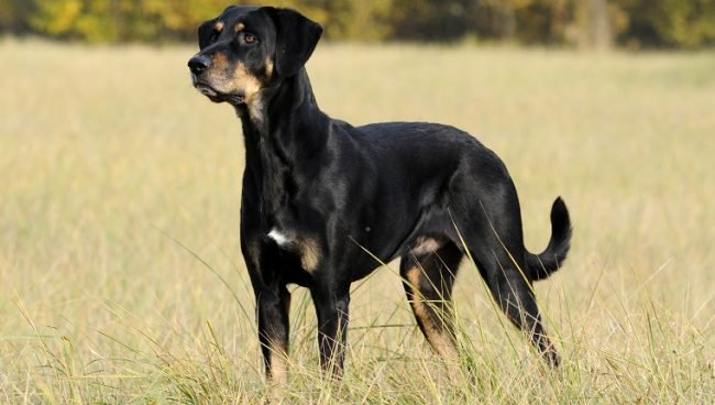 Transylvanian Hound dog names