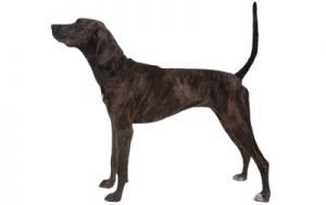 Treeing Tennessee Brindle dog names