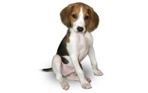 Treeing Walker Coonhound dog names