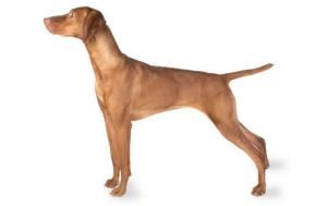 Vizsla dog names