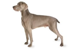 Weimaraner dog names