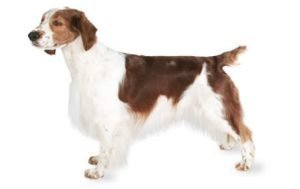 Welsh Springer Spaniel dog names