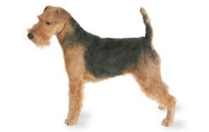 Welsh Terrier dog names