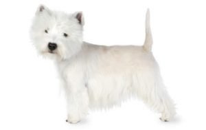 West Highland White Terrier dog names