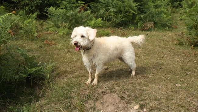 Westiepoo dog names