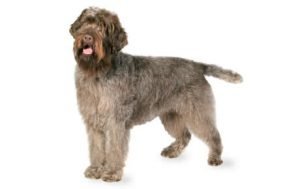 Wirehaired Pointing Griffon dog names