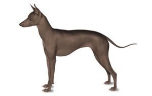 Xoloitzcuintli dog names