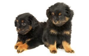 Yorkipoo dog names