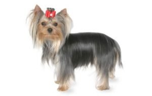 Yorkshire Terrier dog names